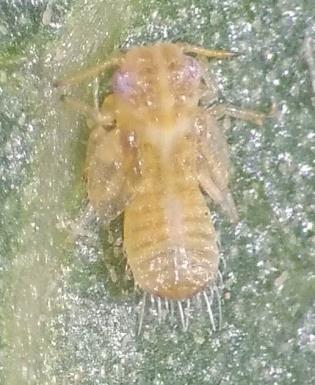 پوره سن پنجم Agonoscena pistaciae