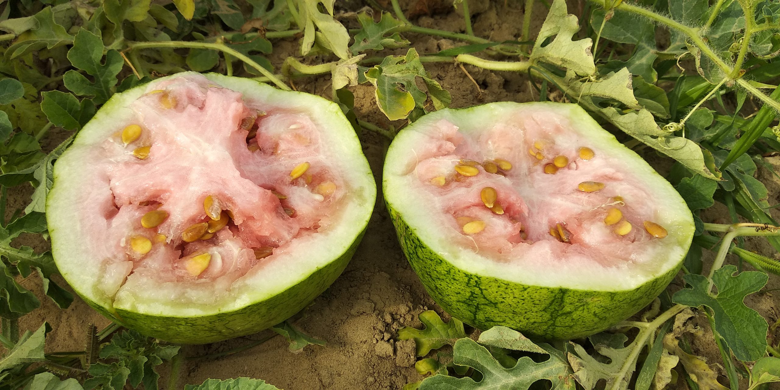 مزرعه هندوانه و میوه رسیده