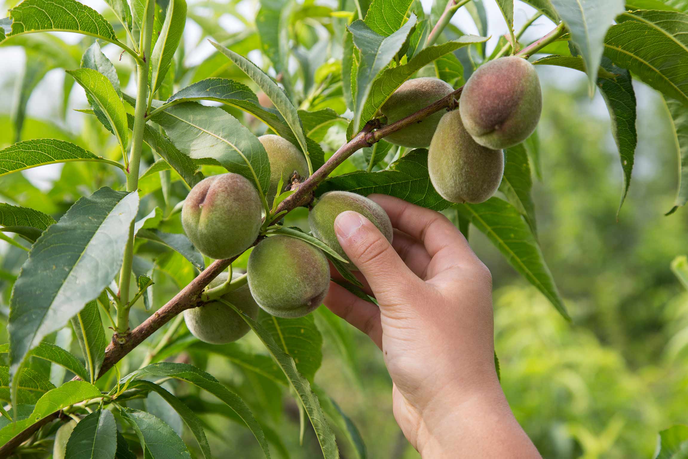 تنک دستی میوه هلو