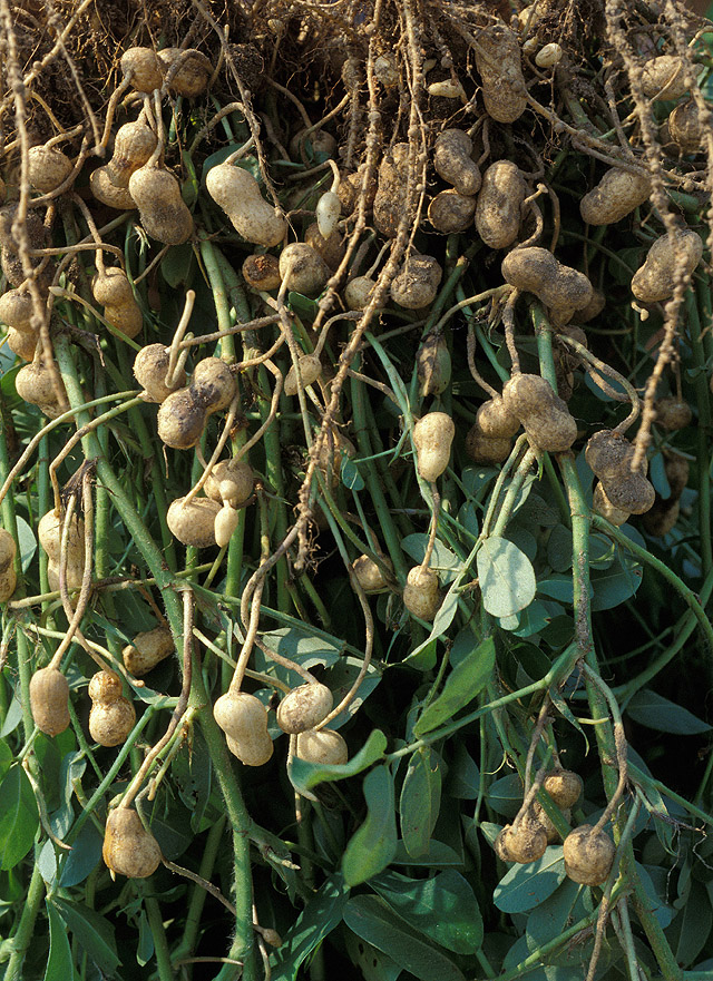بوته بادام زمینی Arachis hypogaea در مزرعه