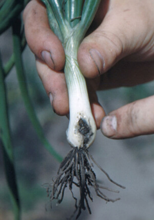 مگس پیاز / Onion maggot در سیر