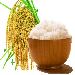 کشت برنج